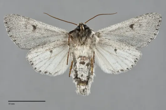 Acronicta cyanescens