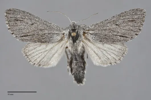 Acronicta cyanescens