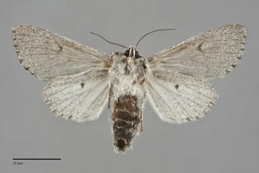 Acronicta cyanescens