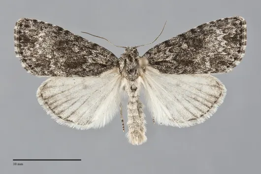 Acronicta fragilis
