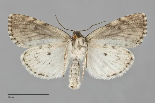 Acronicta fragilis