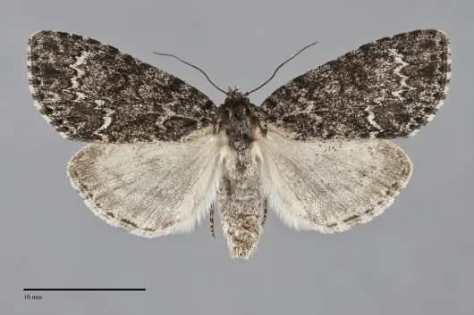 Acronicta fragilis