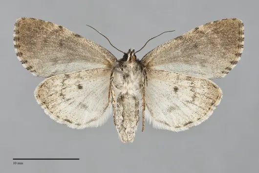 Acronicta fragilis