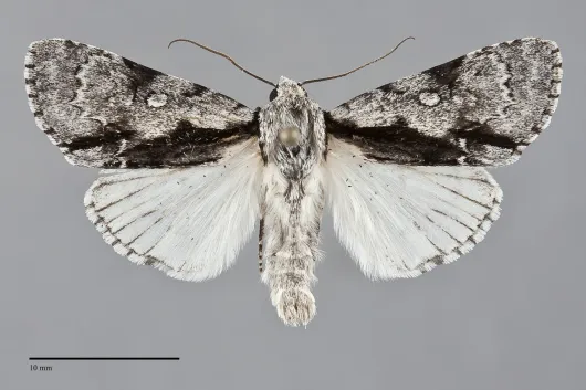 Acronicta funeralis
