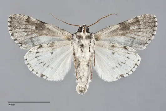 Acronicta funeralis