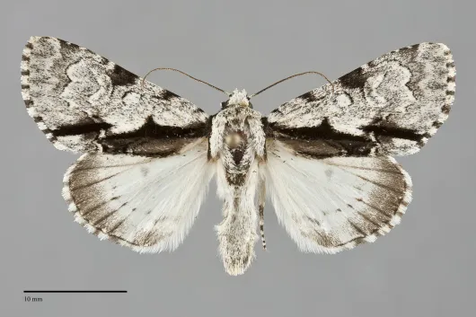 Acronicta funeralis