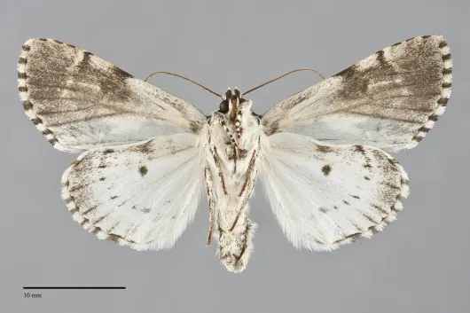 Acronicta funeralis