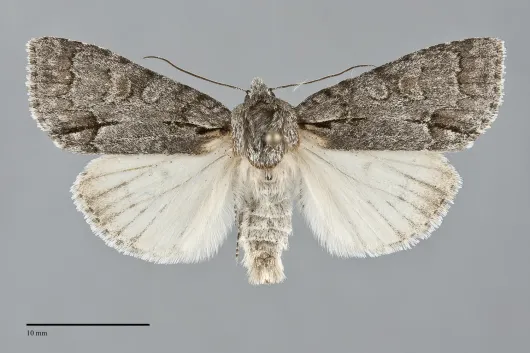 Acronicta grisea