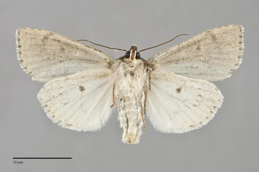Acronicta grisea