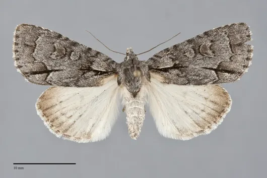 Acronicta grisea