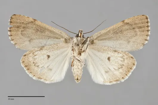 Acronicta grisea