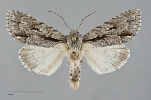 Acronicta hasta