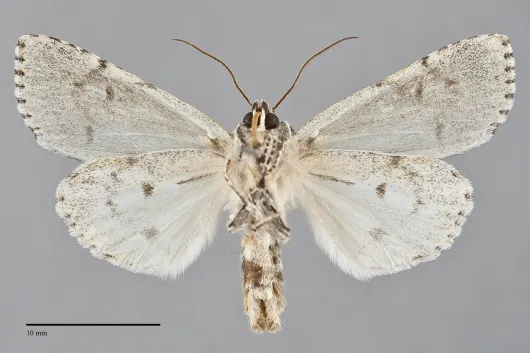 Acronicta hasta