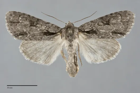 Acronicta hasta
