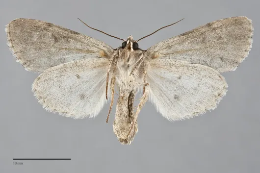 Acronicta hasta