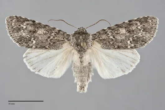 Acronicta impleta
