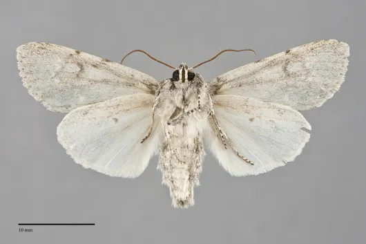 Acronicta impleta