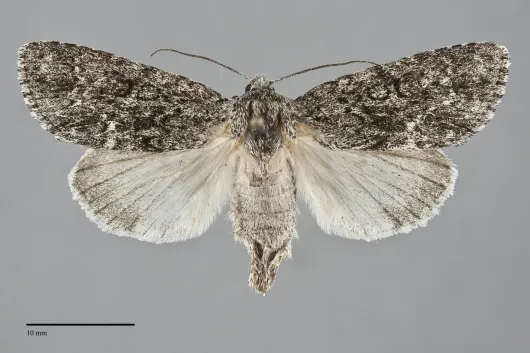 Acronicta impleta