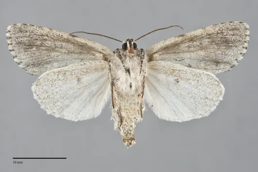 Acronicta impleta