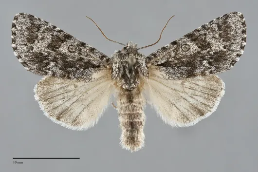 Acronicta impressa