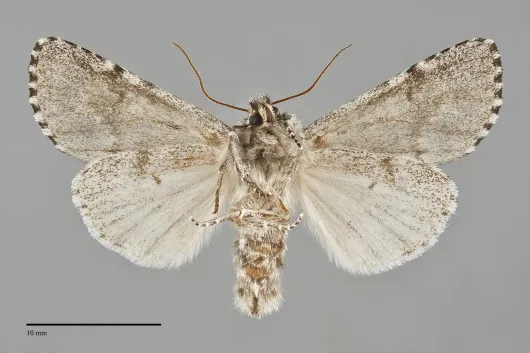 Acronicta impressa