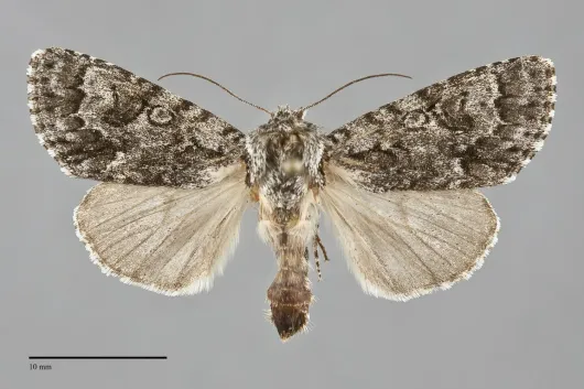 Acronicta impressa