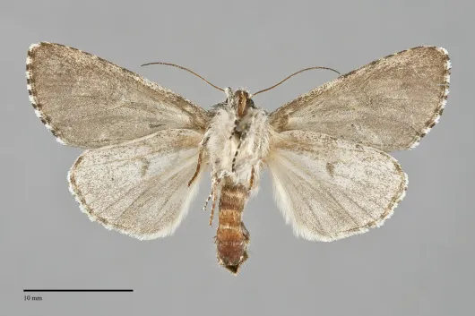 Acronicta impressa