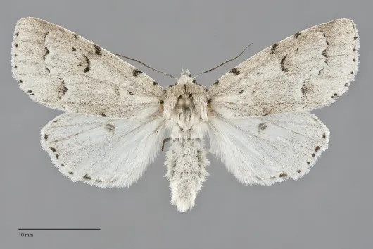 Acronicta innotata