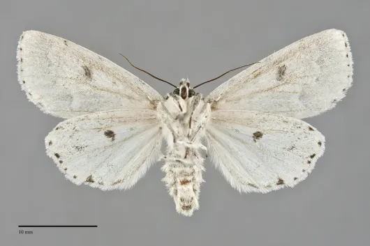 Acronicta innotata