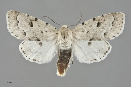 Acronicta innotata