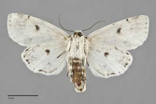 Acronicta innotata