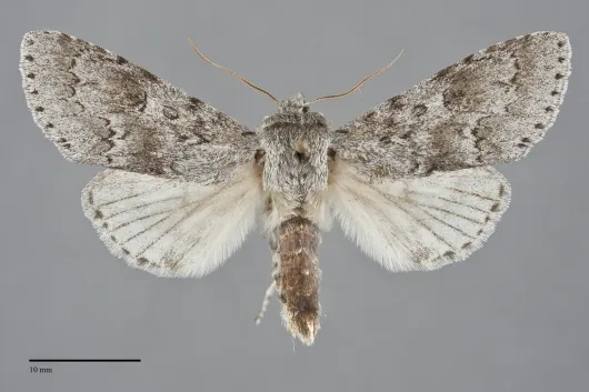 Acronicta insita