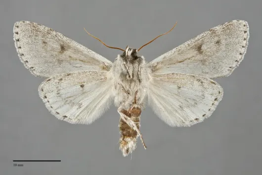 Acronicta insita