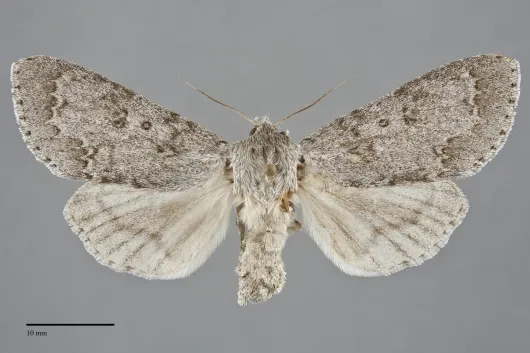 Acronicta insita