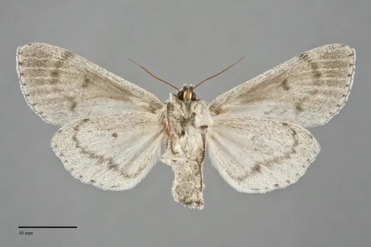 Acronicta insita