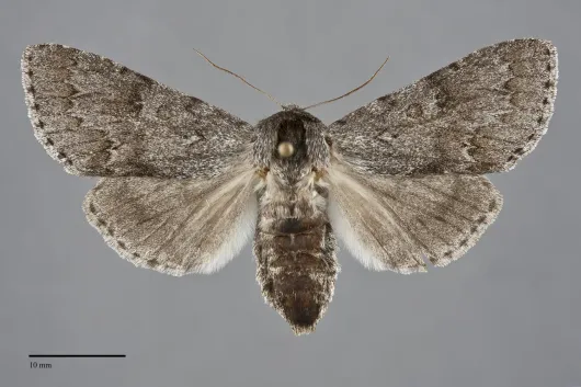 Acronicta insita