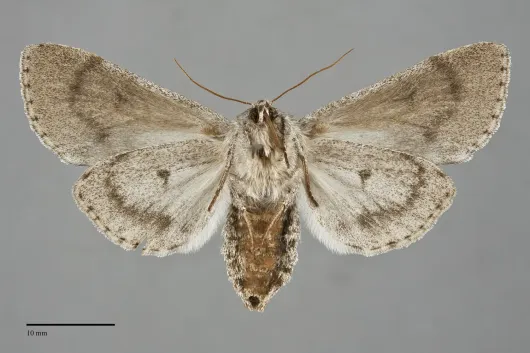 Acronicta insita