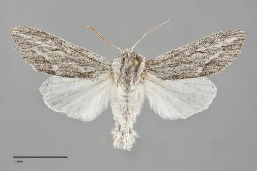Acronicta lanceolaria