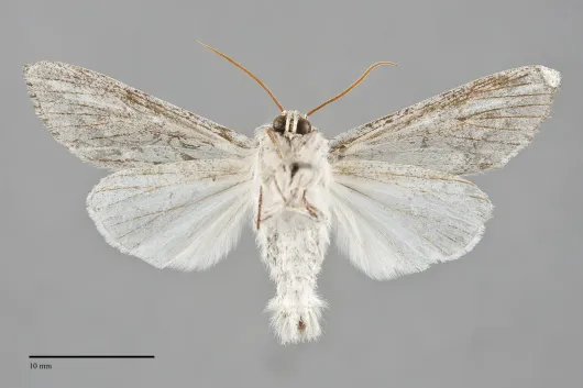 Acronicta lanceolaria