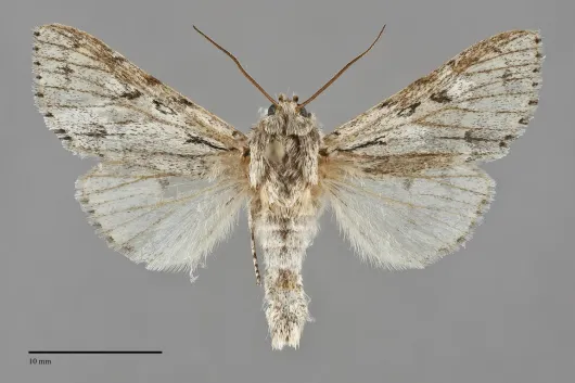 Acronicta lepusculina
