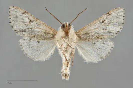 Acronicta lepusculina