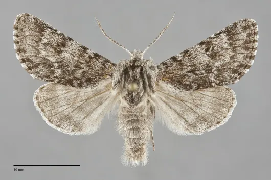 Acronicta lupini