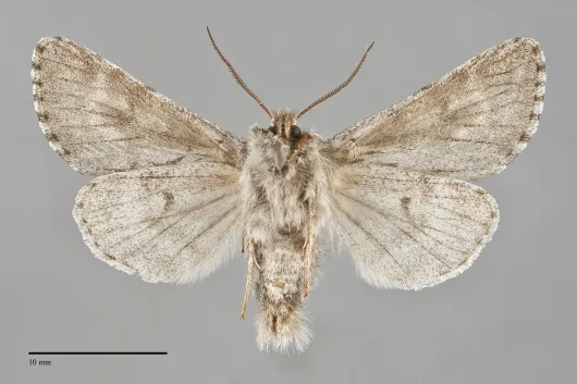 Acronicta lupini