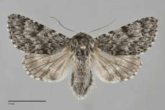 Acronicta lupini