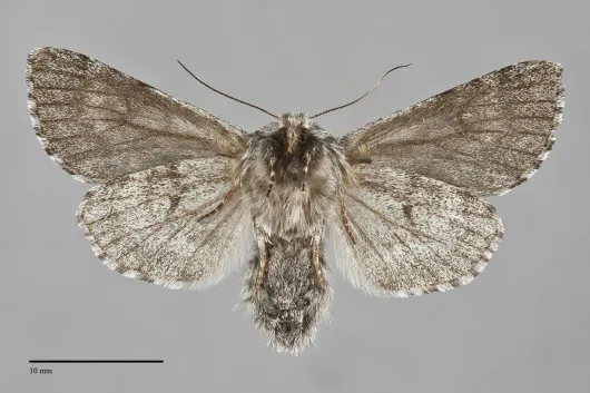 Acronicta lupini