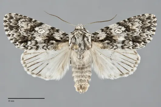 Acronicta marmorata