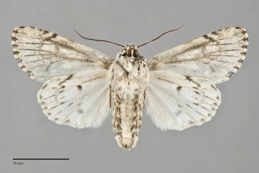 Acronicta marmorata
