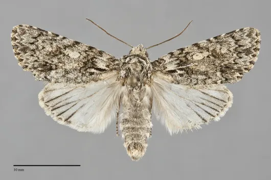 Acronicta marmorata