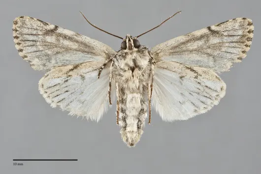 Acronicta marmorata