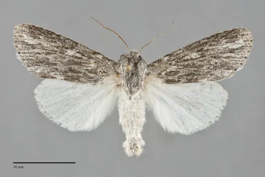 Acronicta oblinita